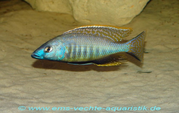 Mylochromis gracilis